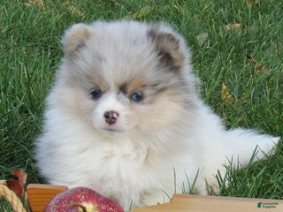 Pomeranian dogs Confetti - Ad 27