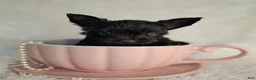 Yorkshire Terrier dogs for sale: Black Yorkie - Ad 1