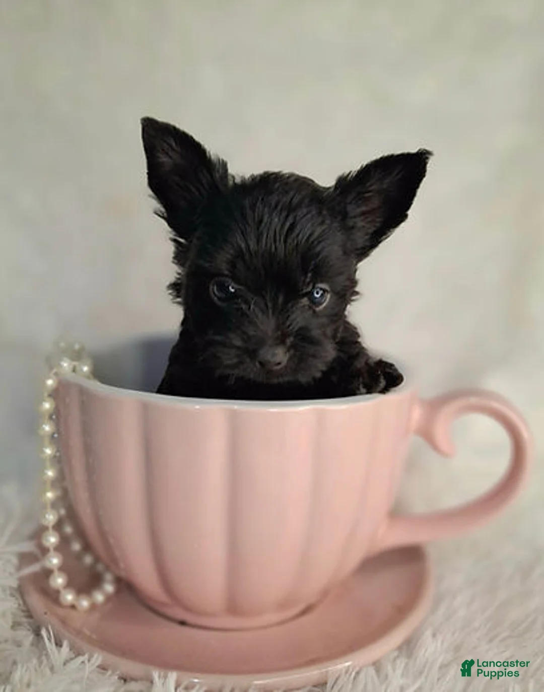 Yorkshire Terrier dogs for sale: Black Yorkie - Ad 1