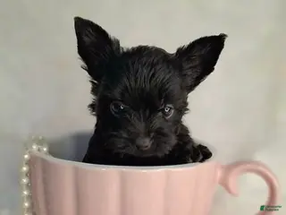 Yorkshire Terrier dogs Black Yorkie - Ad 3