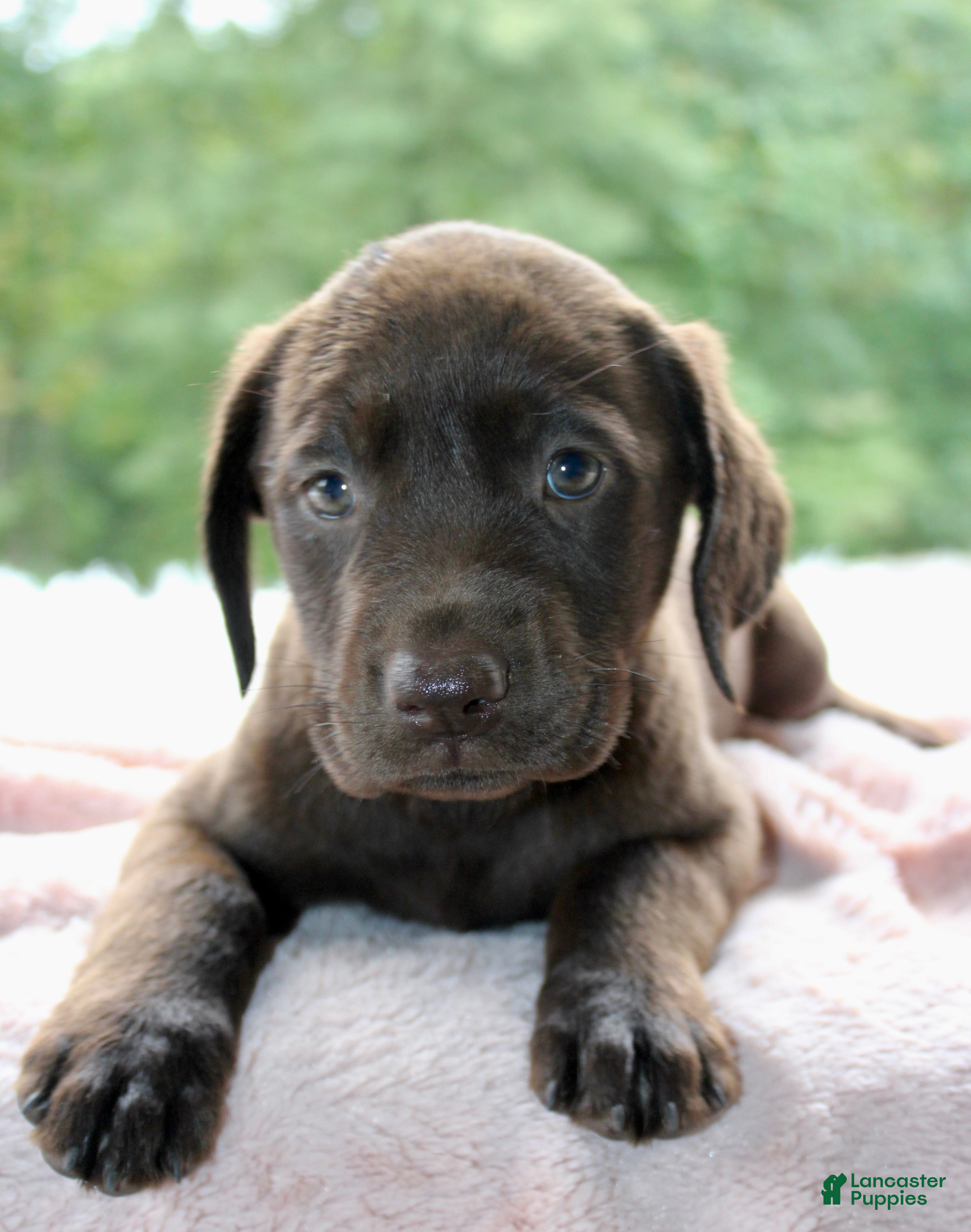 Labrador Retriever dogs Zoey  - Ad 2