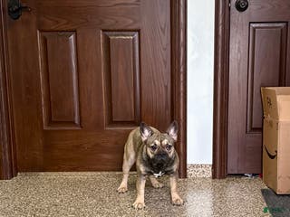 French Bulldog dogs Joy - Ad 24