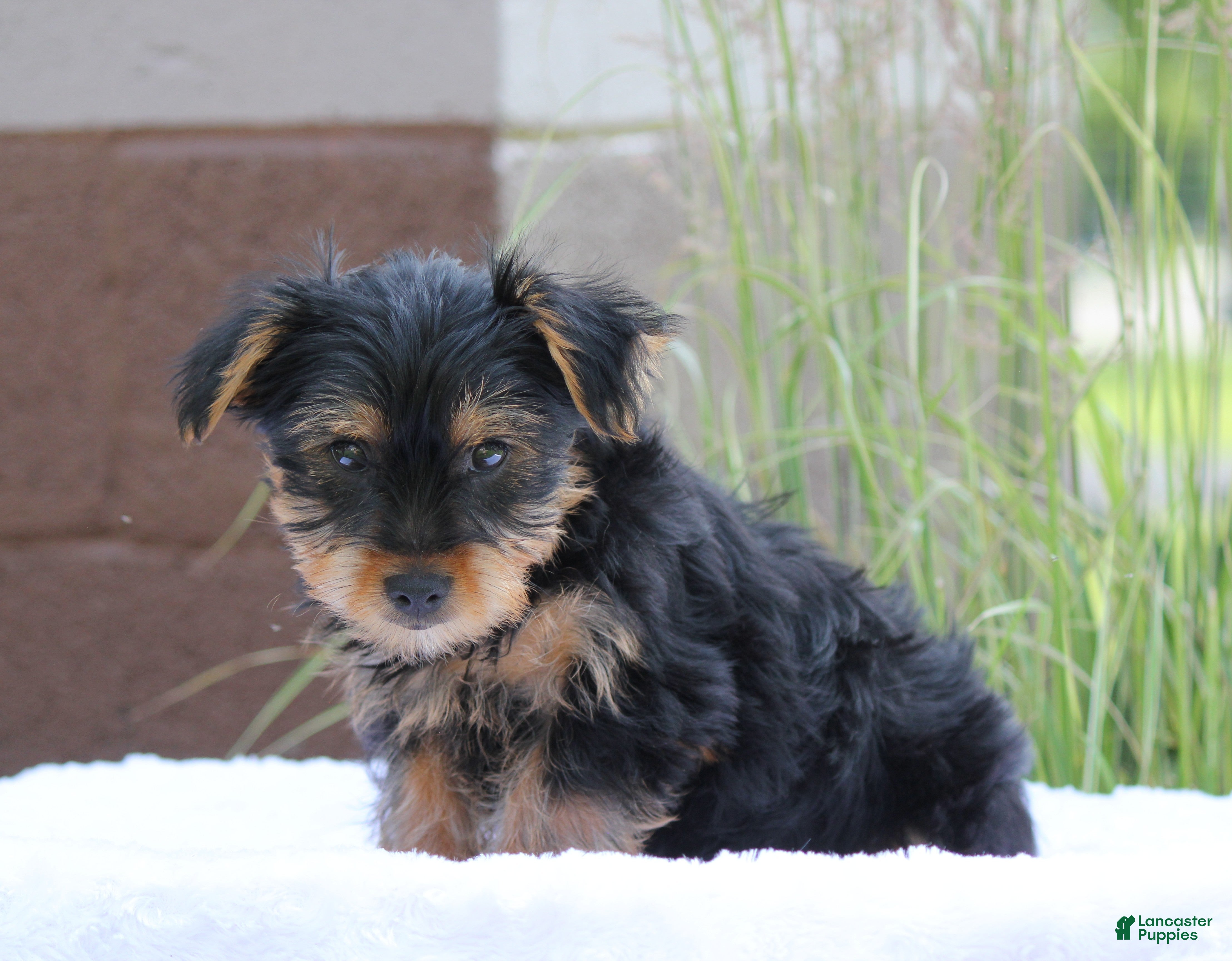 Yorkshire Terrier dogs Mocha - Ad 2