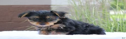 Yorkshire Terrier dogs for sale: Mocha - Ad 2