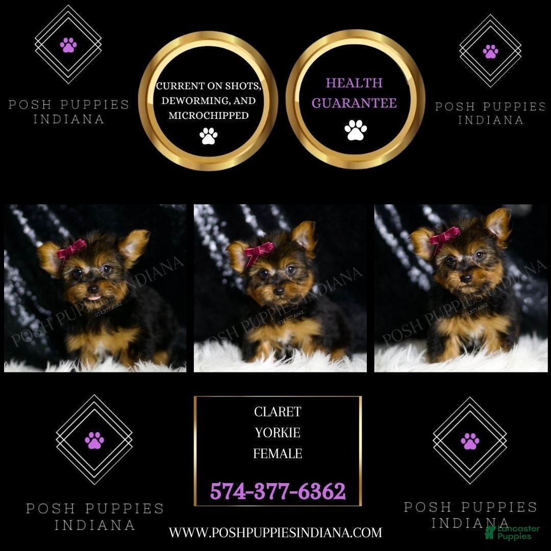Yorkshire Terrier dogs for sale: Claret - Ad 6