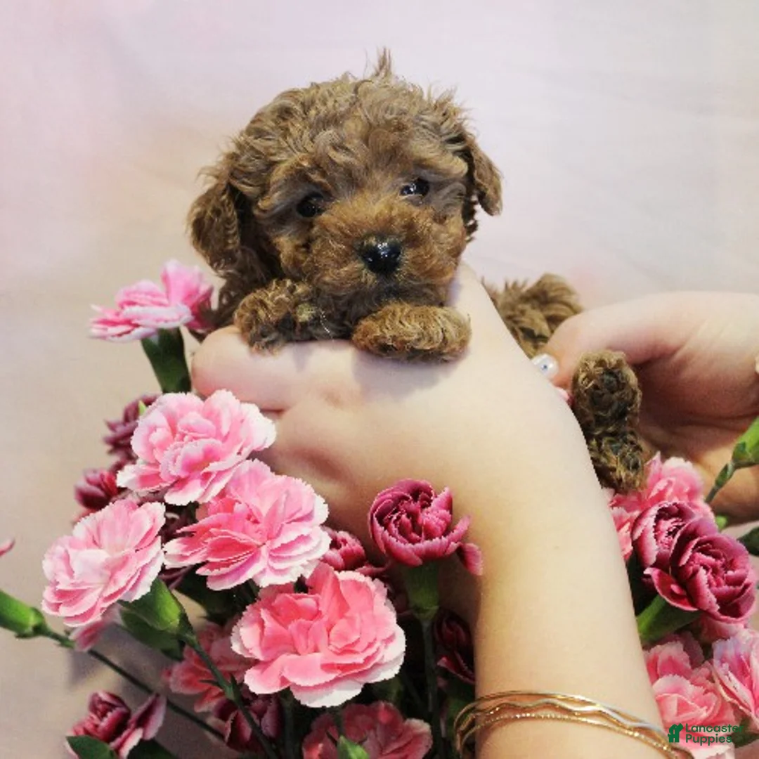 Toy Poodle dogs for sale: Winnie - Ad 1