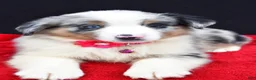 Miniature Australian Shepherd dogs for sale: Ozzy  - Ad 2