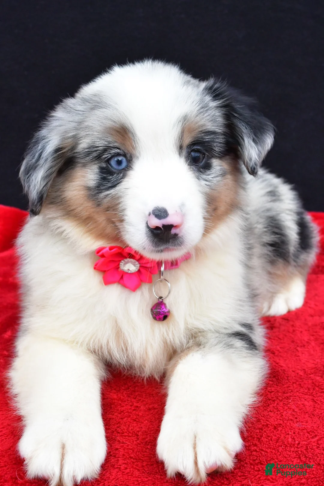 Miniature Australian Shepherd dogs for sale: Ozzy  - Ad 2