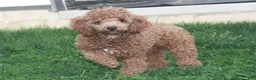 Mini Goldendoodle dogs for sale: River - Ad 7