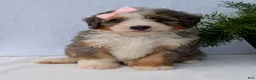 Mini Bernedoodle dogs for sale: Mini Emmie  - Ad 9