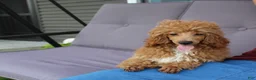 Miniature Poodle dogs for sale: Bella - Ad 4