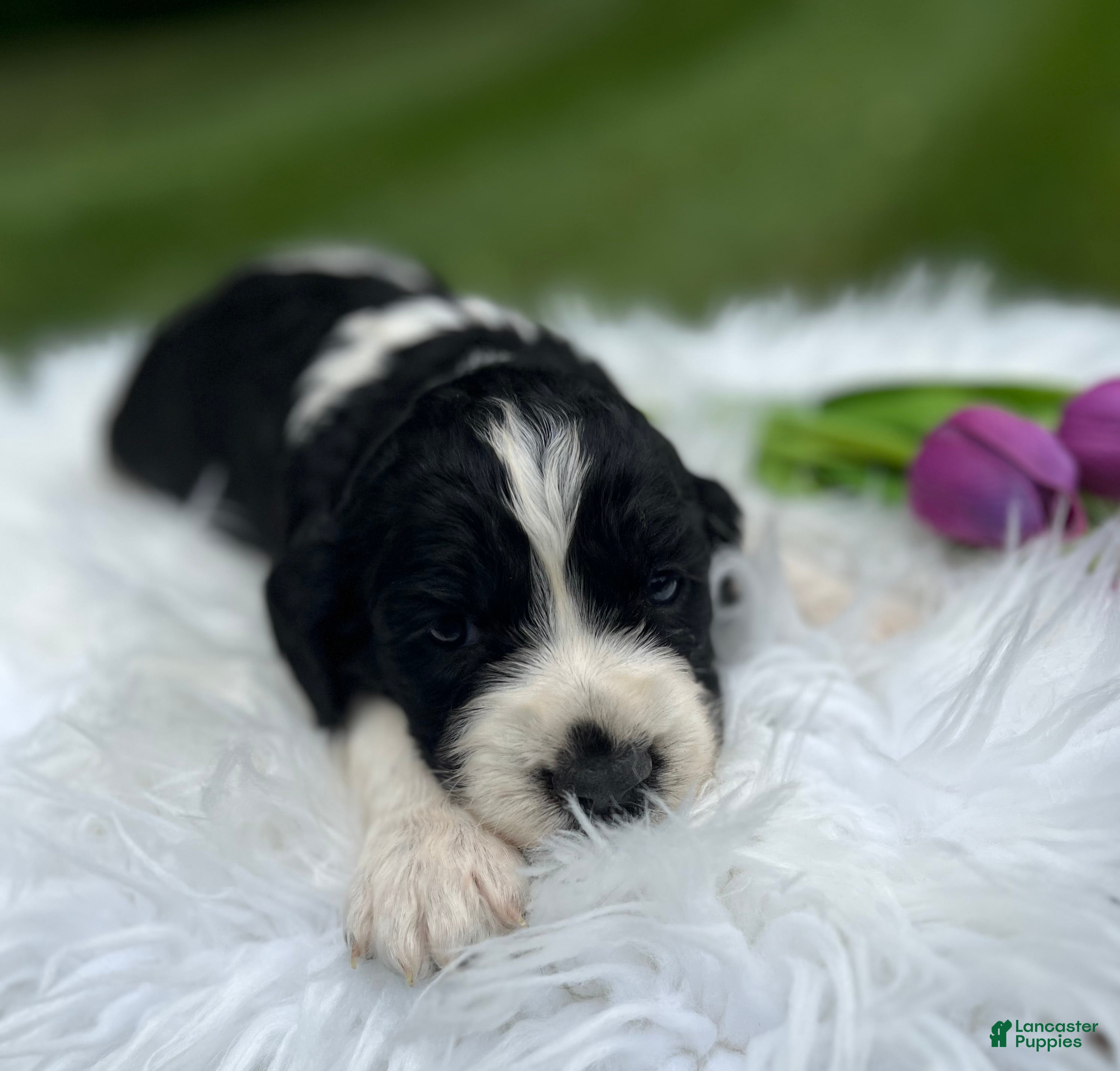 English Springer Spaniel dogs Duke - Ad 1