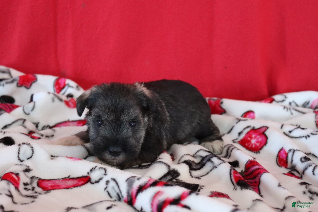 Miniature Schnauzer dogs for sale: tony - Ad 5