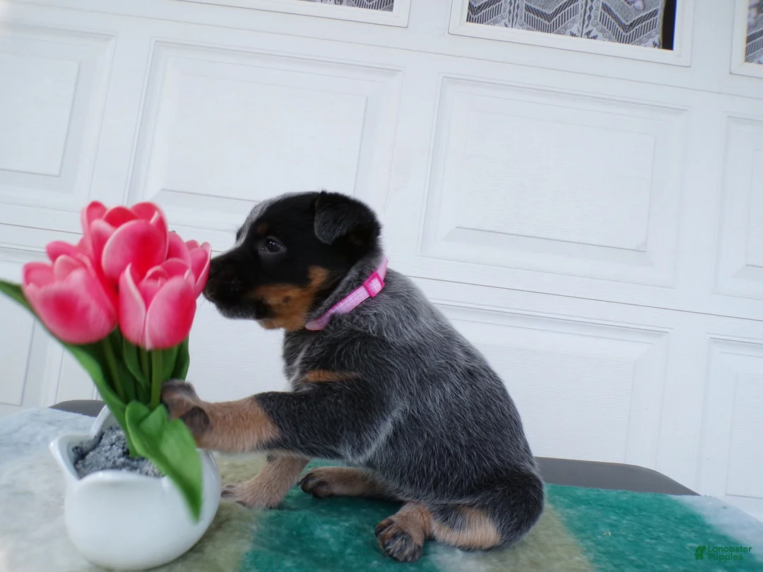 Australian Cattle Dog dogs for sale: Australian Cattle Dog Puppy 3 Kendra - Ad 3