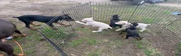 Doberman Pinscher dogs for sale: Doberman Pinscher Puppy 2 - Ad 7