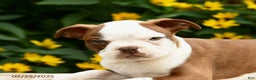 Boston Terrier dogs for sale: Marshmallow - Ad 5