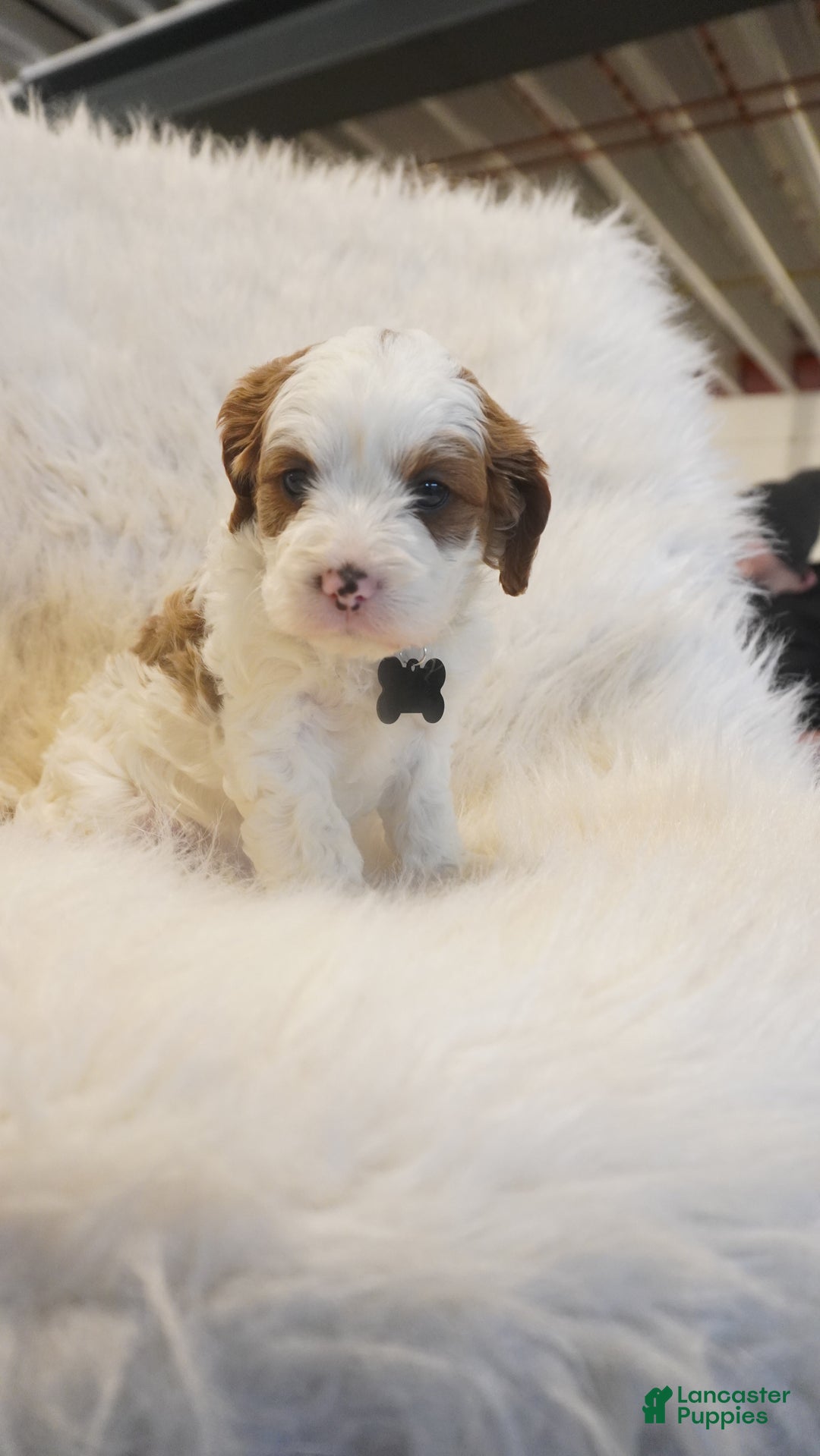 Cavapoo dogs for sale: Snowy  - Ad 6