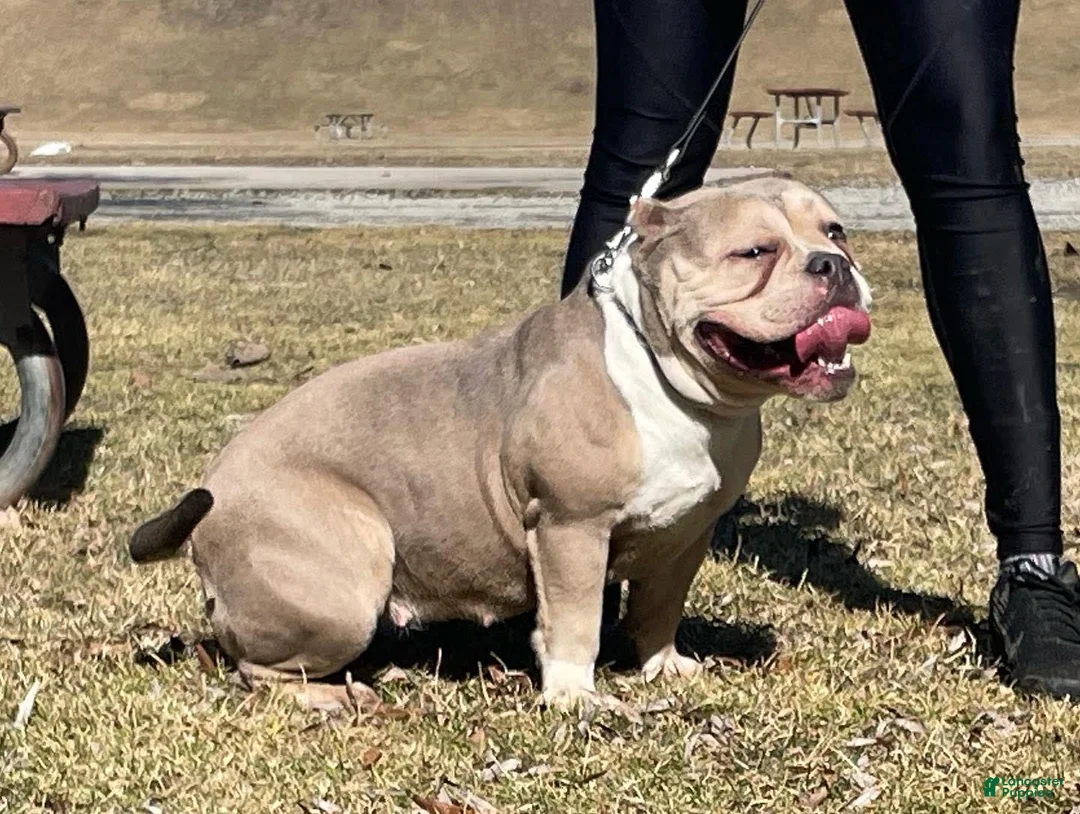 Gallery Image {{count}}