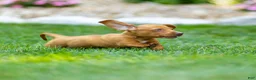 Miniature Dachshund dogs for sale: Mylan Miniature Dachshund  - Ad 14