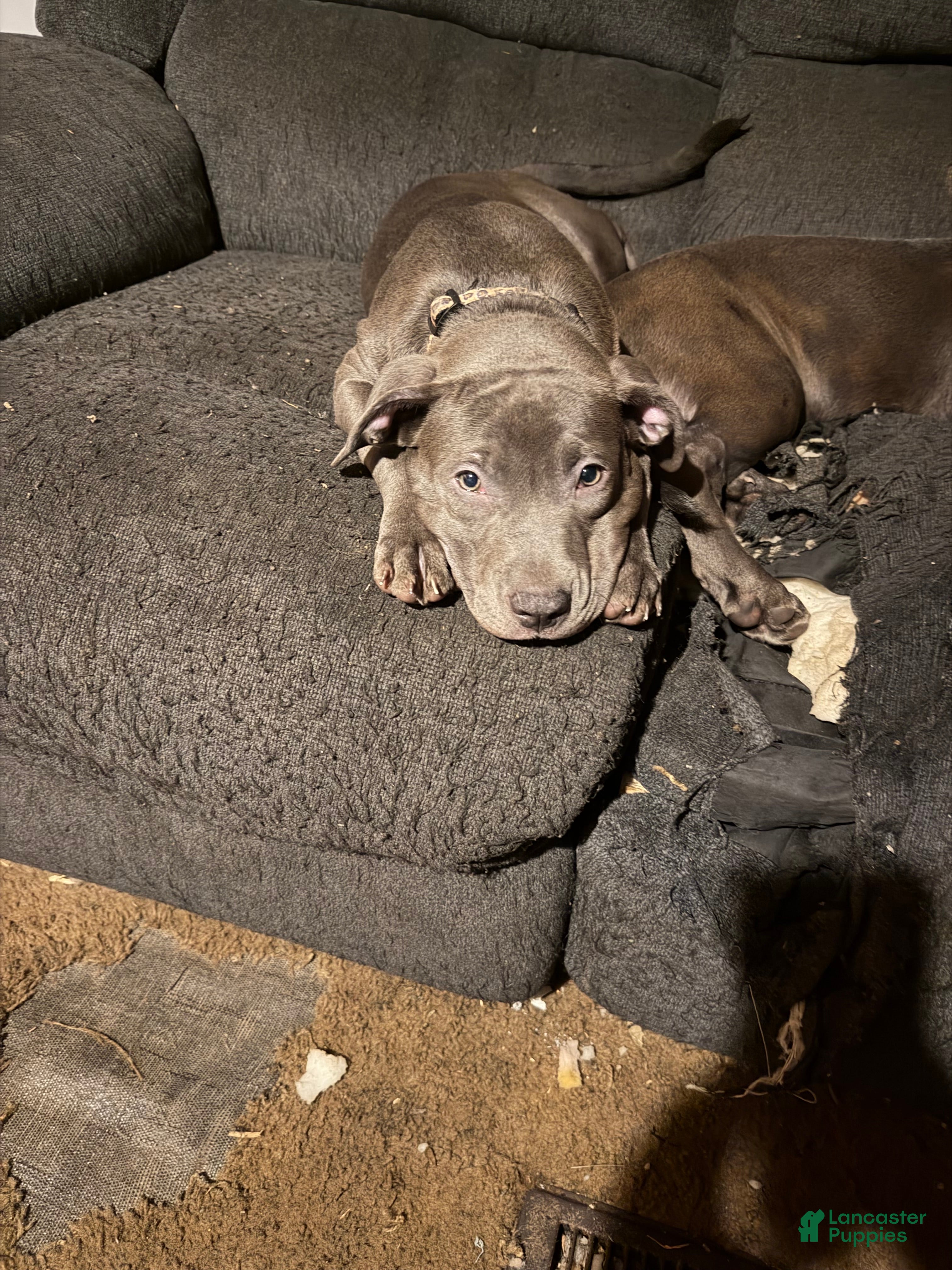 Mixed Breed dogs Mixed Breed 5 - Ad 9