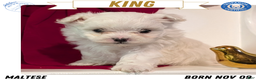 Maltese dogs for sale: King - Ad 1