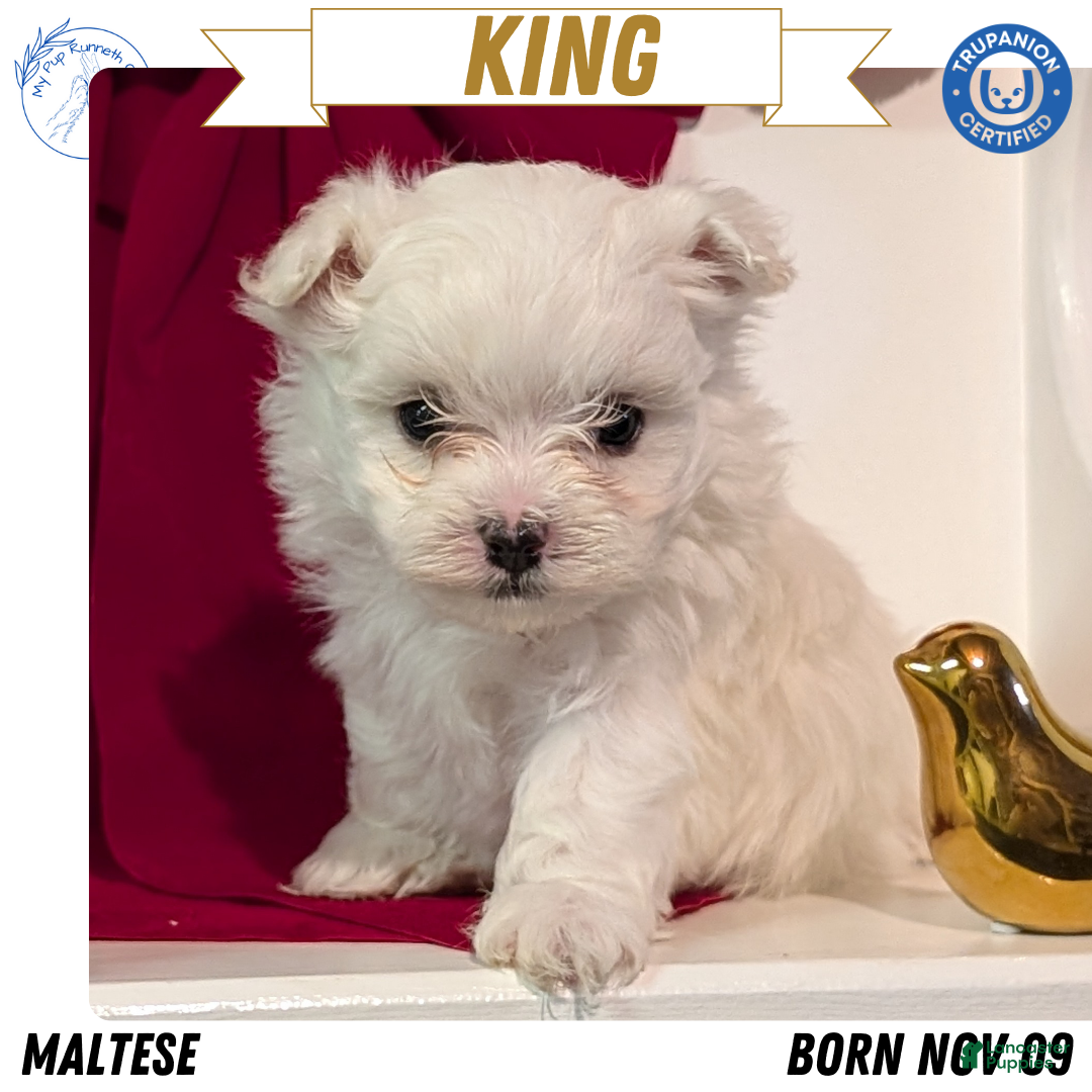 Maltese dogs for sale: King - Ad 1