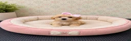 Maltipoo dogs for sale: Sundae - Ad 2
