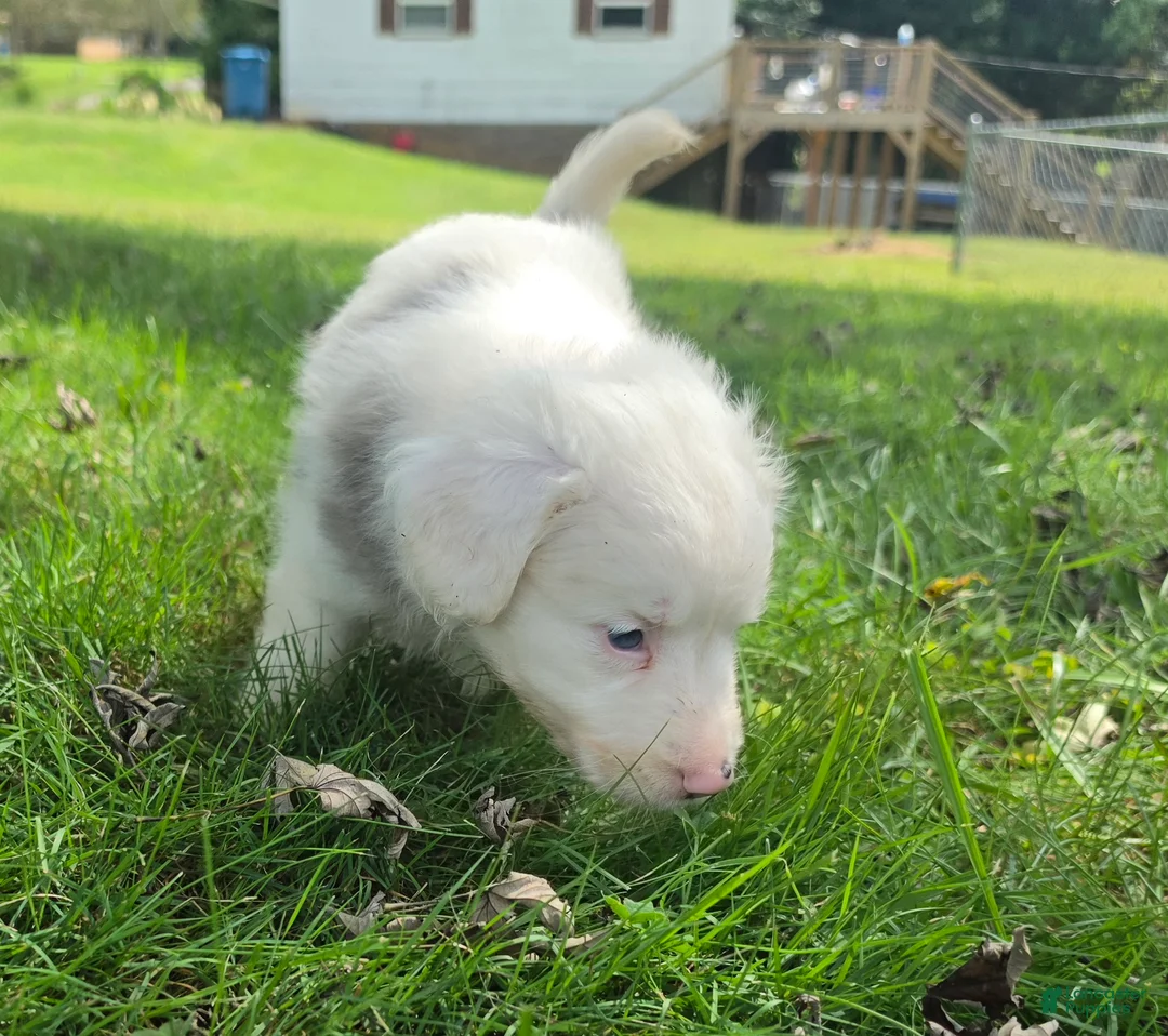 Aussiedoodle dogs for sale: Cloe - Ad 2