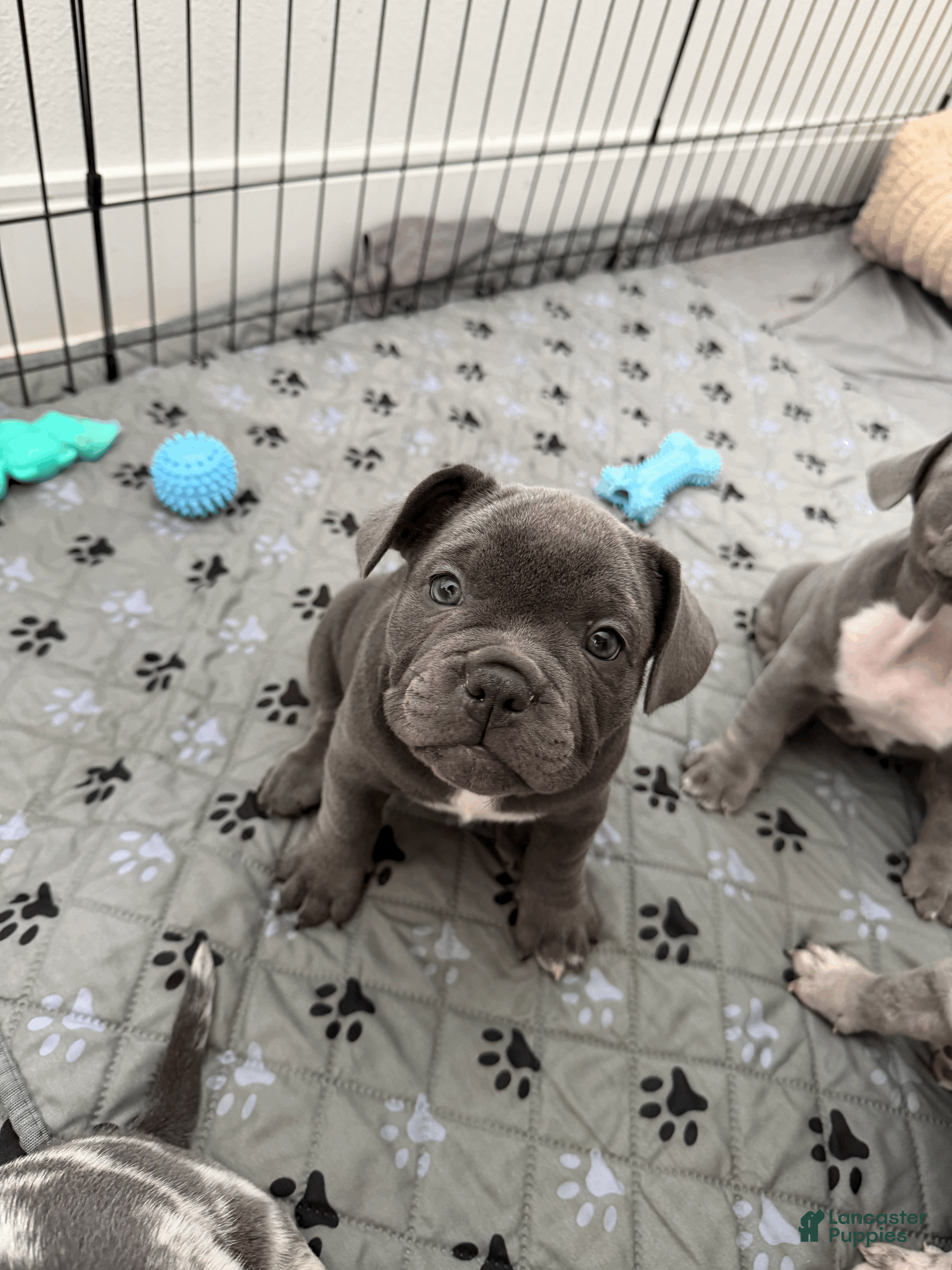 Mixed Breed dogs Blue Micro Bully Female - Ad 33