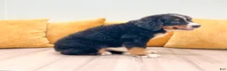 Bernese Mountain Dog dogs for sale: Mason - Ad 3