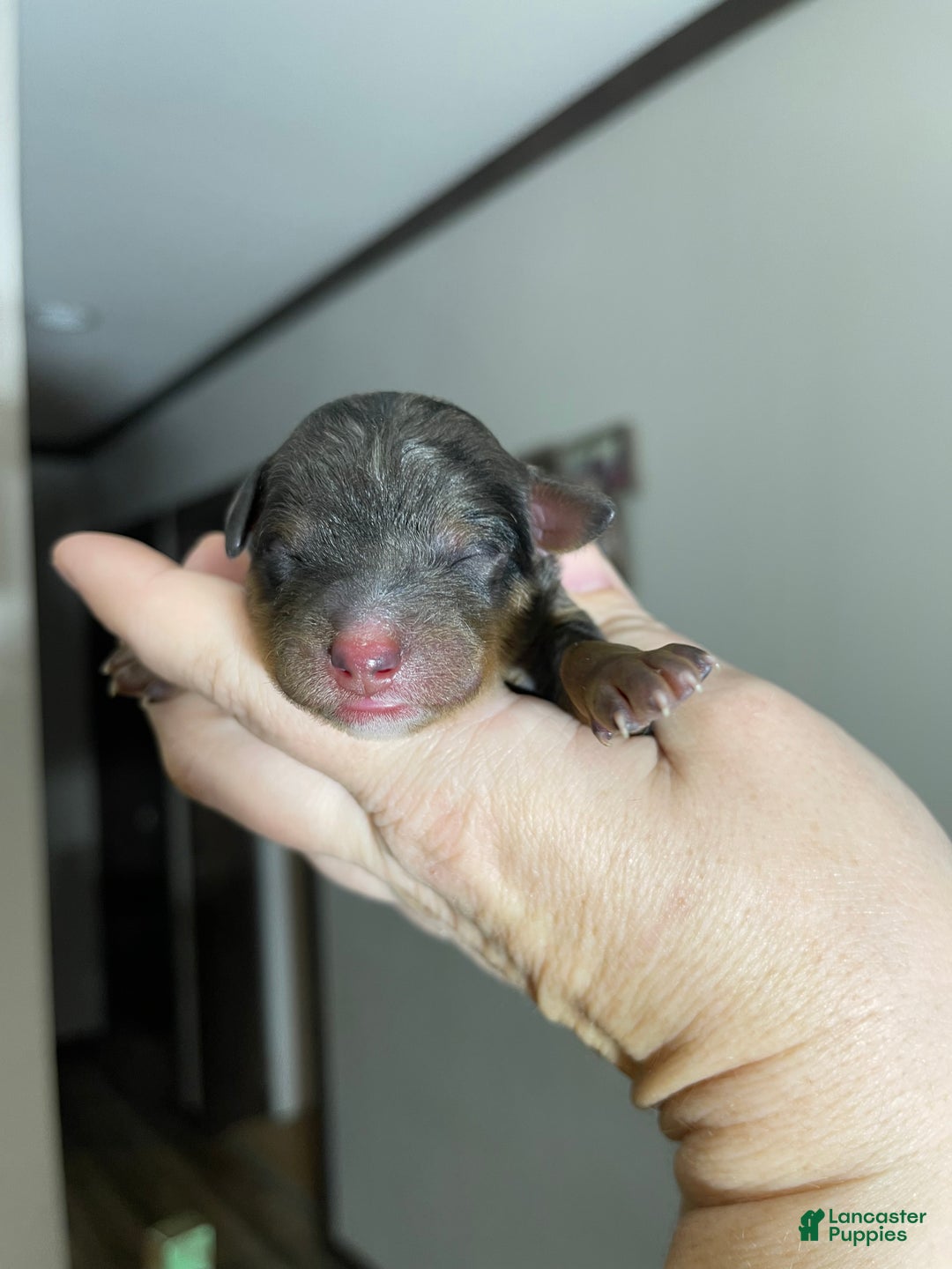 Miniature Poodle dogs for sale: Akc Blue Merle Phantom  - Ad 12