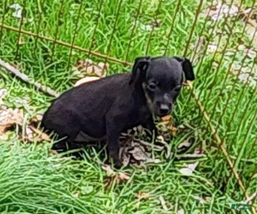 Miniature Pinscher dogs for sale: Winston - Ad 2