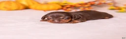 Miniature Dachshund dogs for sale: Flint - Ad 3