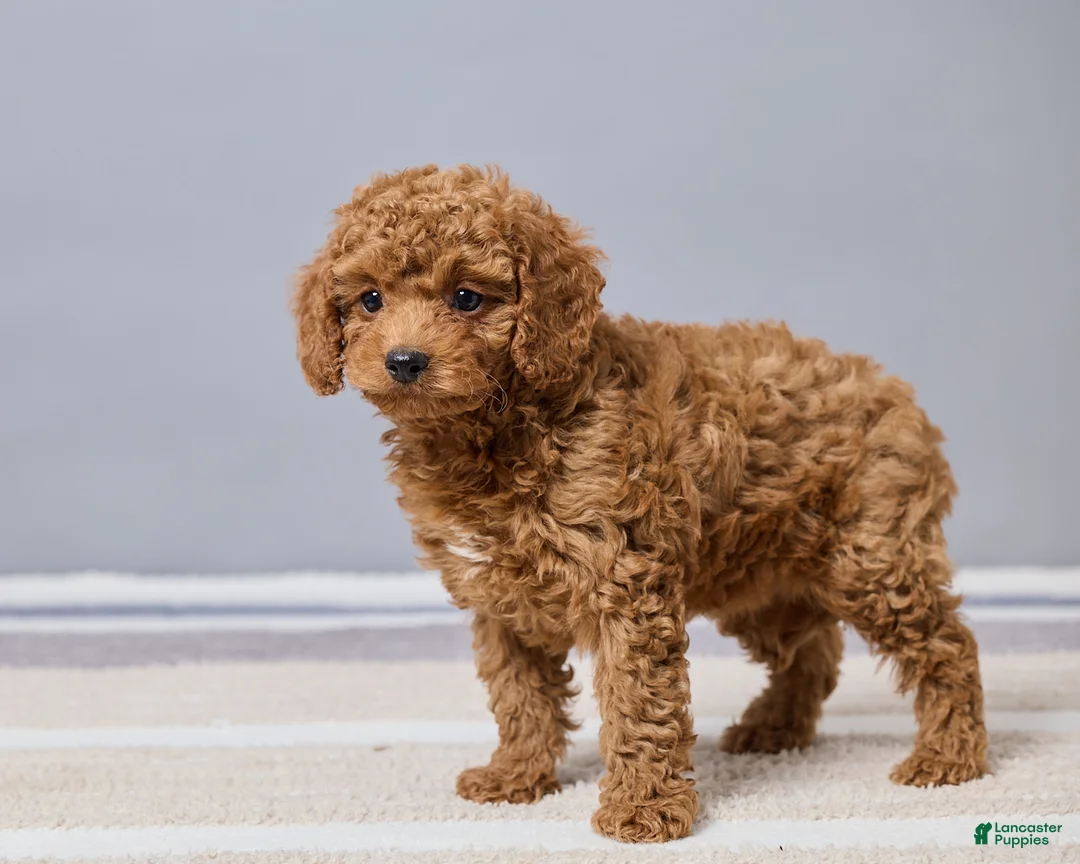 Cavapoo dogs for sale: Bella - Ad 5