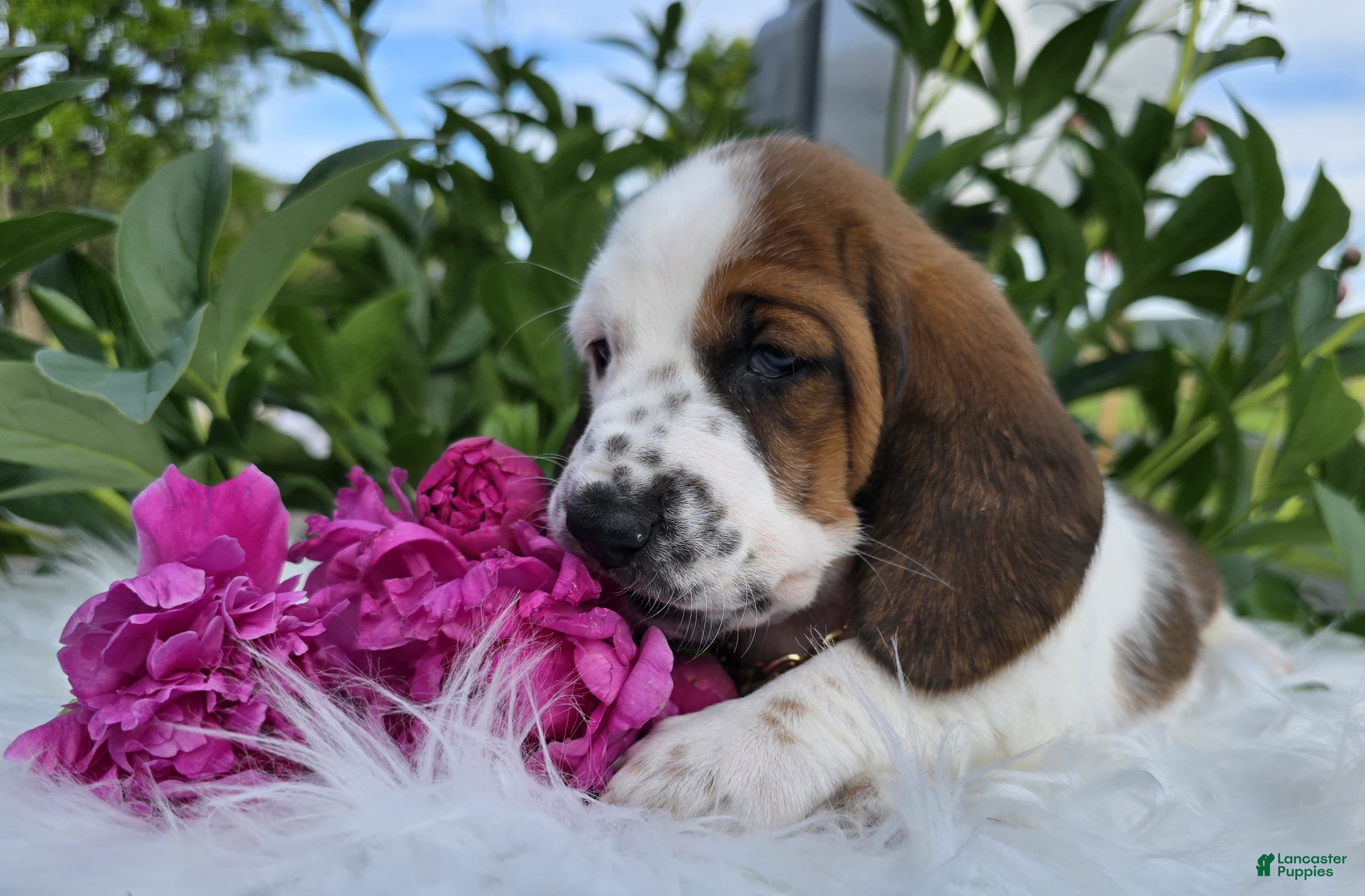 Basset Hound dogs for sale: Thelma - Ad 3