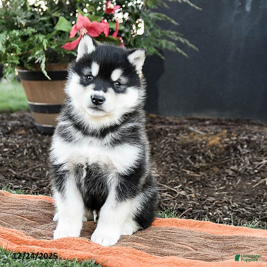 Alaskan Malamute dogs Jagger - Ad 4