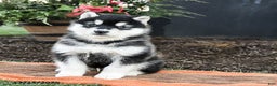 Alaskan Malamute dogs for sale: Jagger - Ad 1
