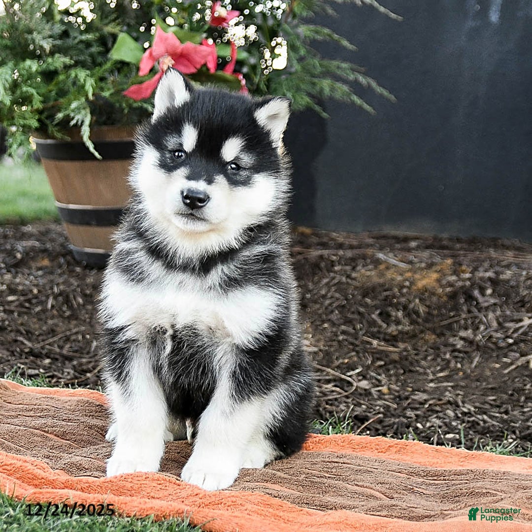 Alaskan Malamute dogs for sale: Jagger - Ad 1