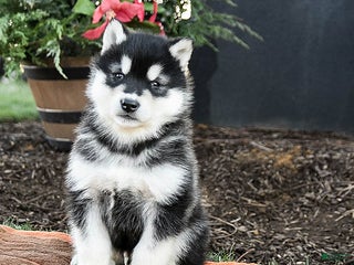Alaskan Malamute dogs Jagger - Ad 4