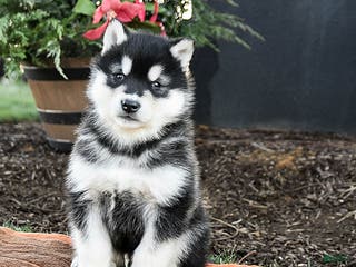 Alaskan Malamute dogs Jagger - Ad 1