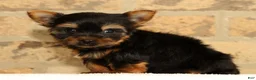 Yorkshire Terrier dogs for sale: Teddy - Ad 7