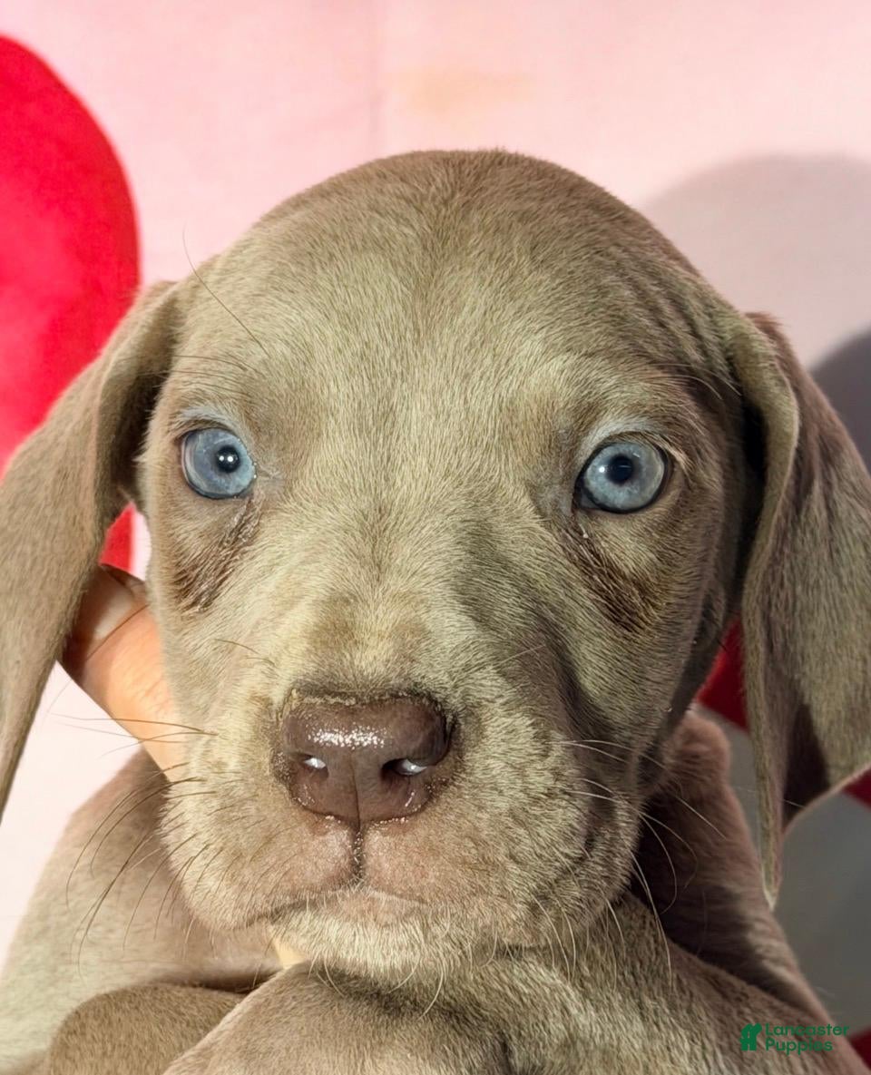 Great Dane dogs BARBI - LILAC - Ad 42