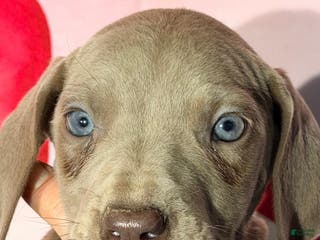 Great Dane dogs BARBI - LILAC - Ad 42