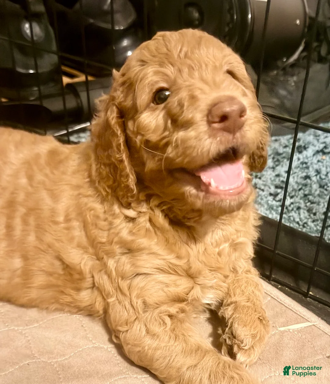 Goldendoodle dogs for sale: Apollo - Ad 1