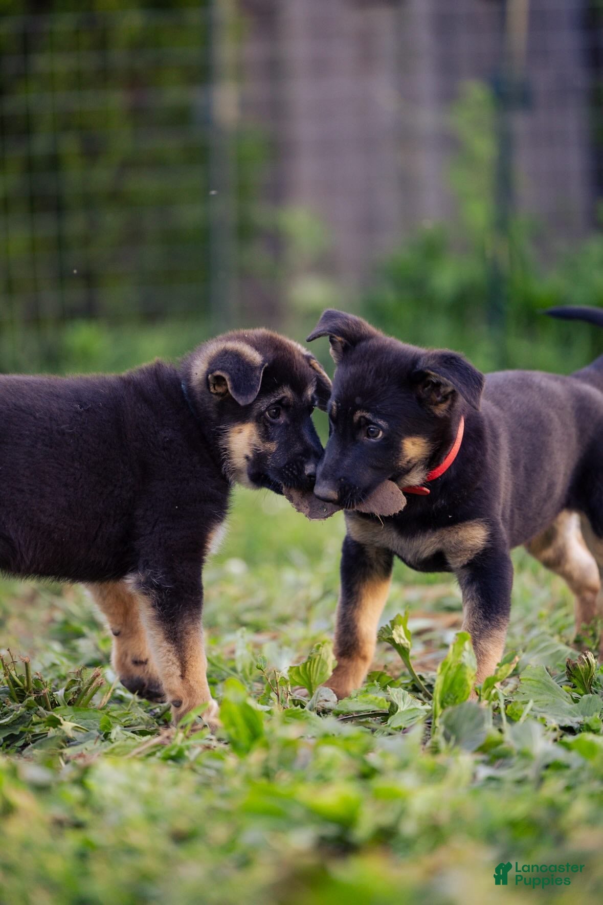 German Shepherd dogs Mario - Ad 2