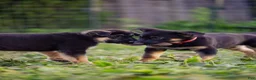 German Shepherd dogs for sale: Mario - Ad 2