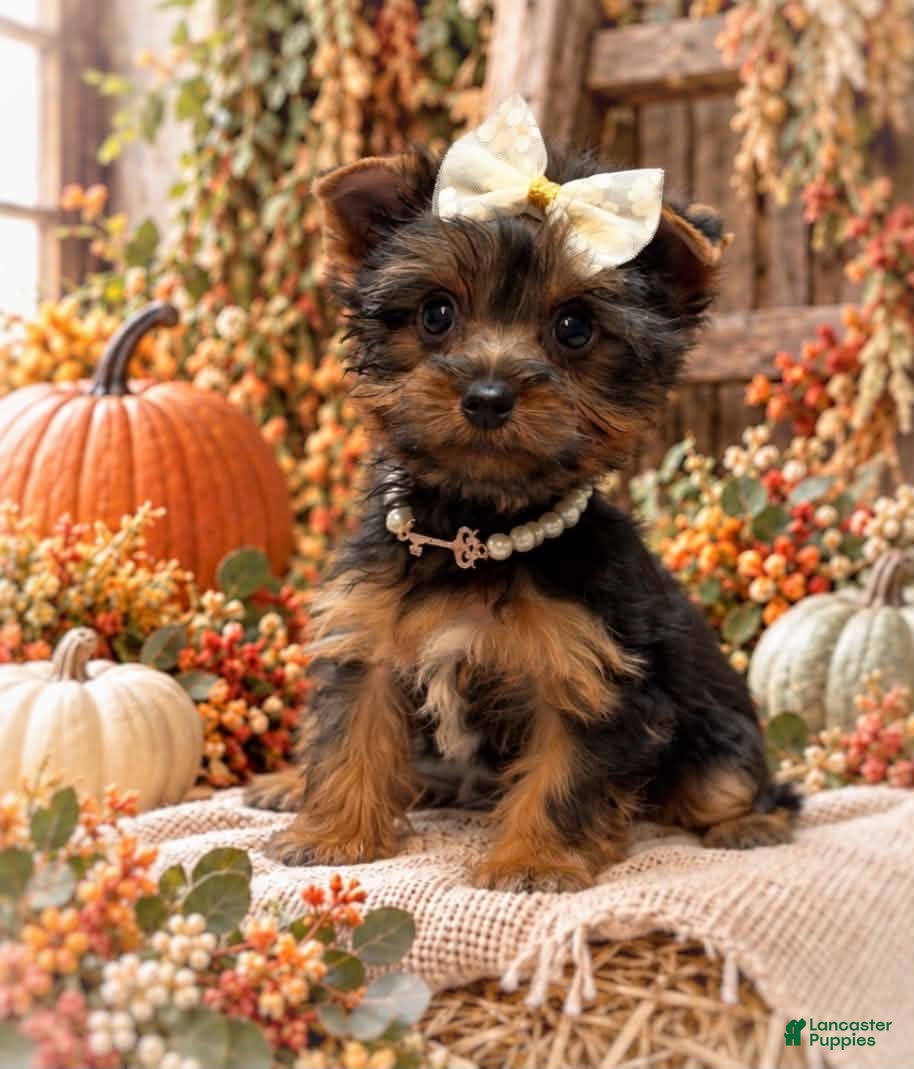 Yorkshire Terrier dogs Cricket 1.14lb on 10/7 - Ad 36