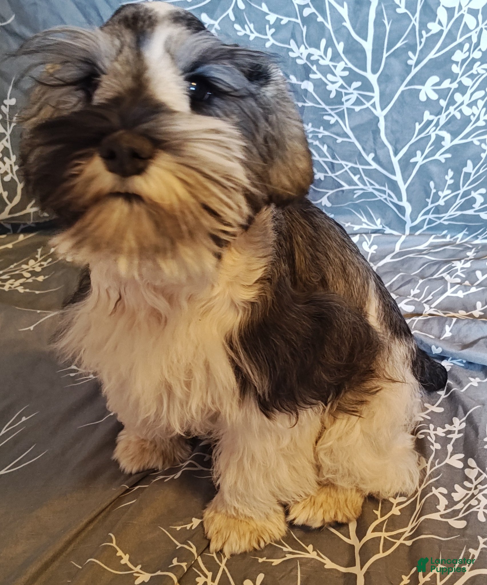 Miniature Schnauzer dogs Miniature Schnauzer Boy 3 - Ad 1