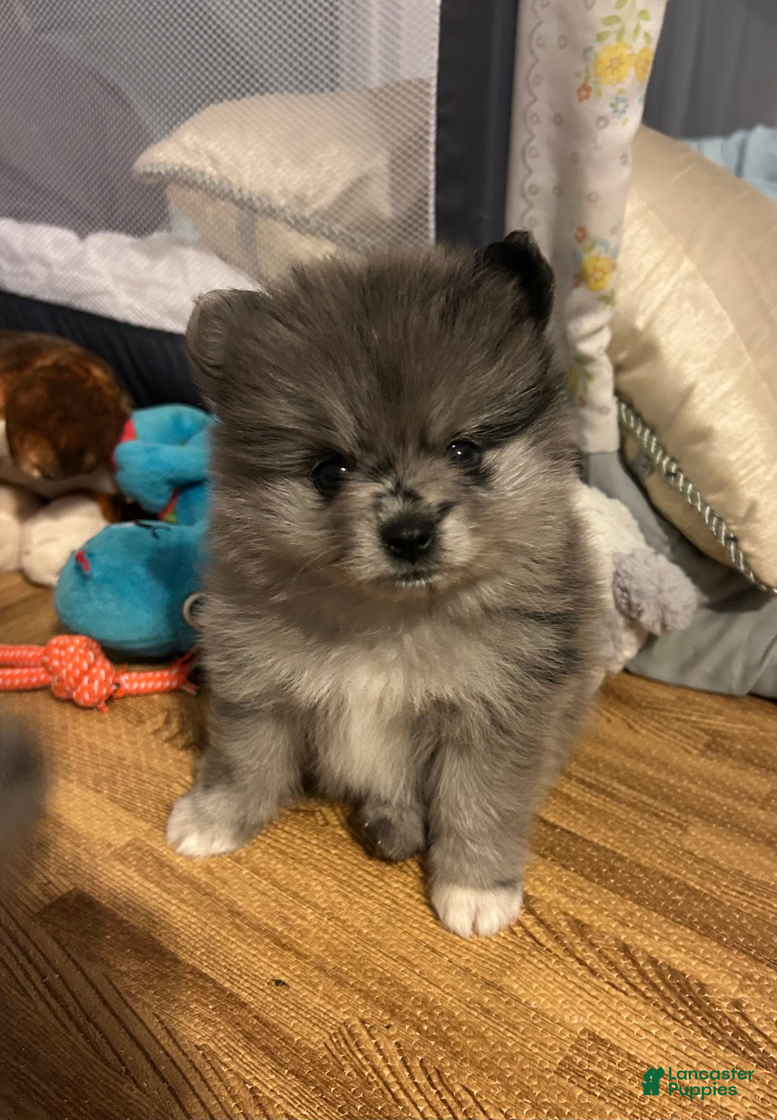 Pomeranian dogs Pomeranian 1 - Ad 2