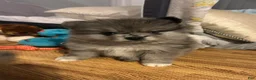 Pomeranian dogs for sale: Pomeranian 1 - Ad 2